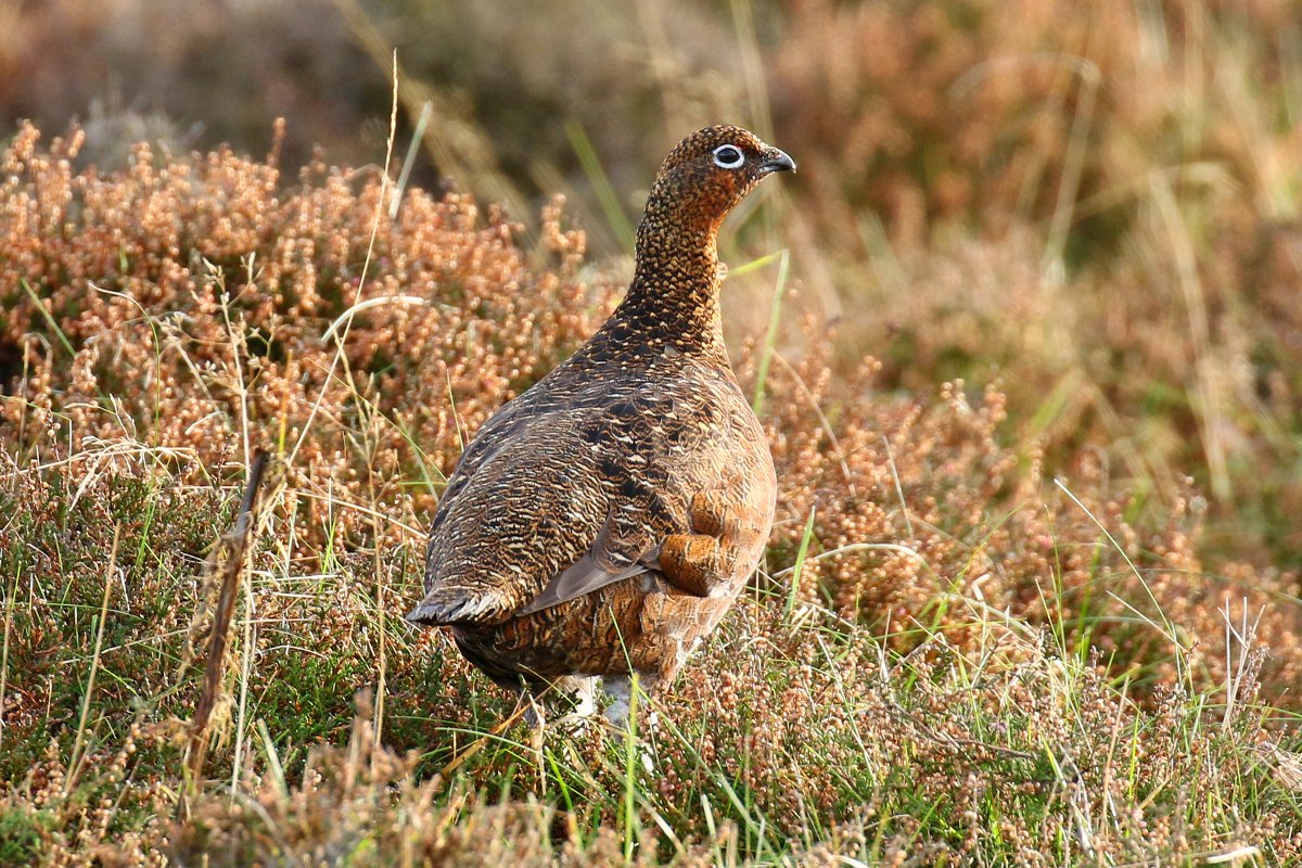 Dominic Mitchell tweet media