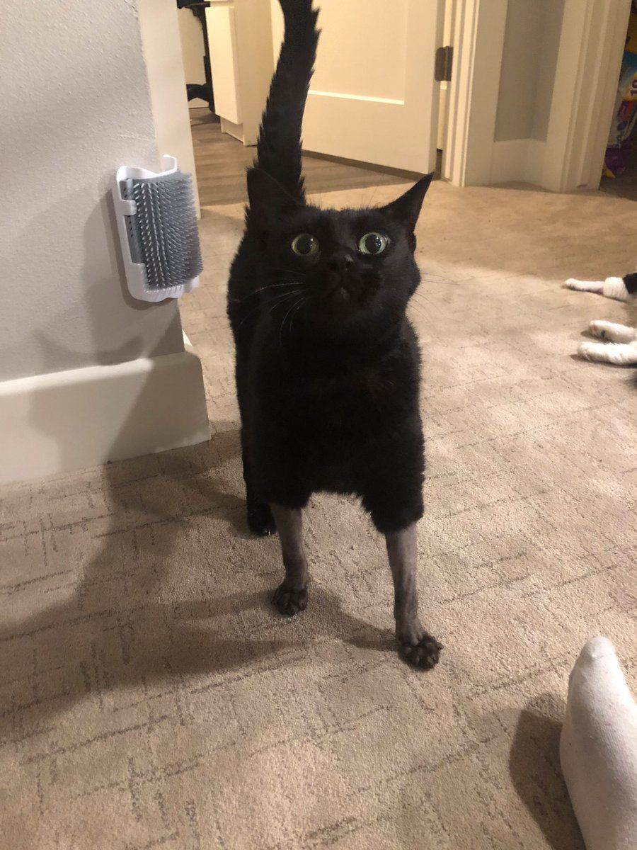 WHO STOLE HER BOOTS