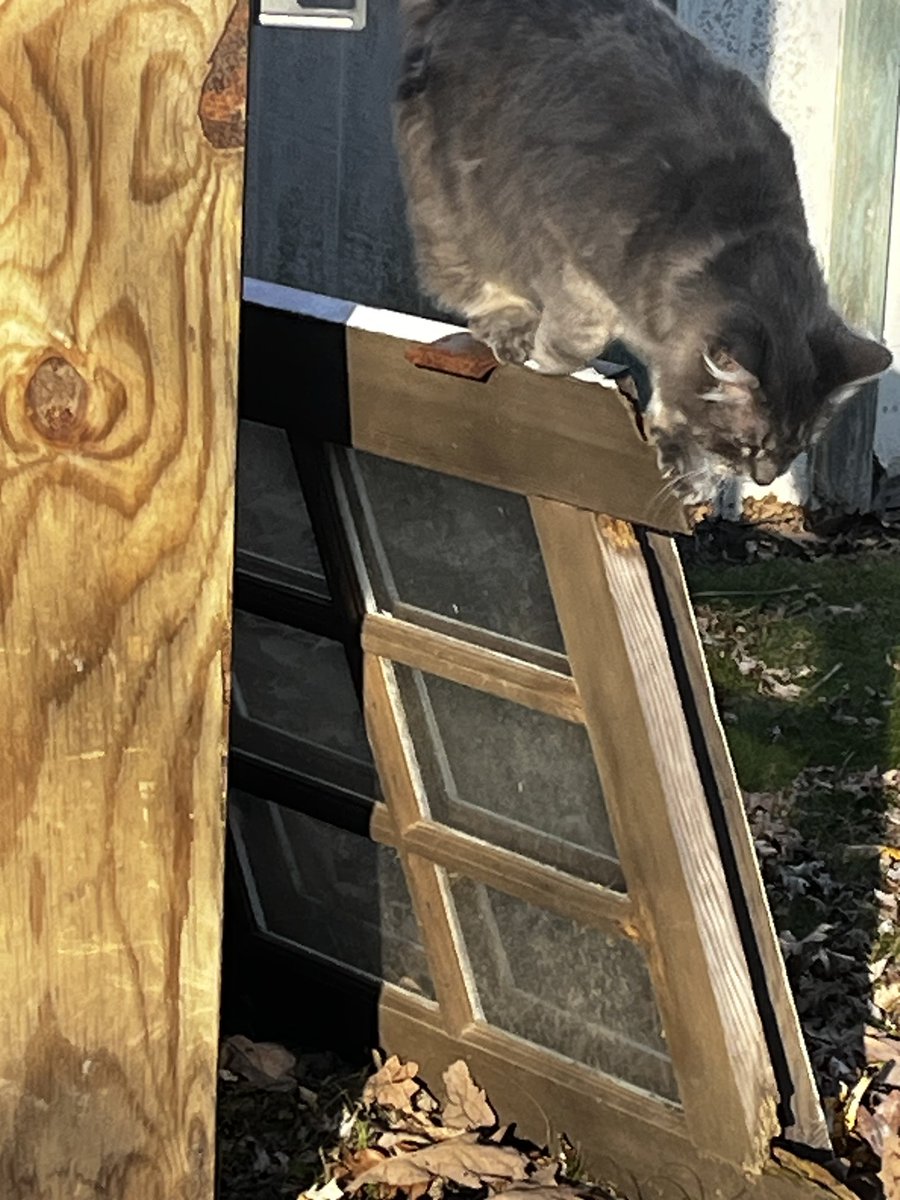 WiFi, The Great Explorer #Caturday