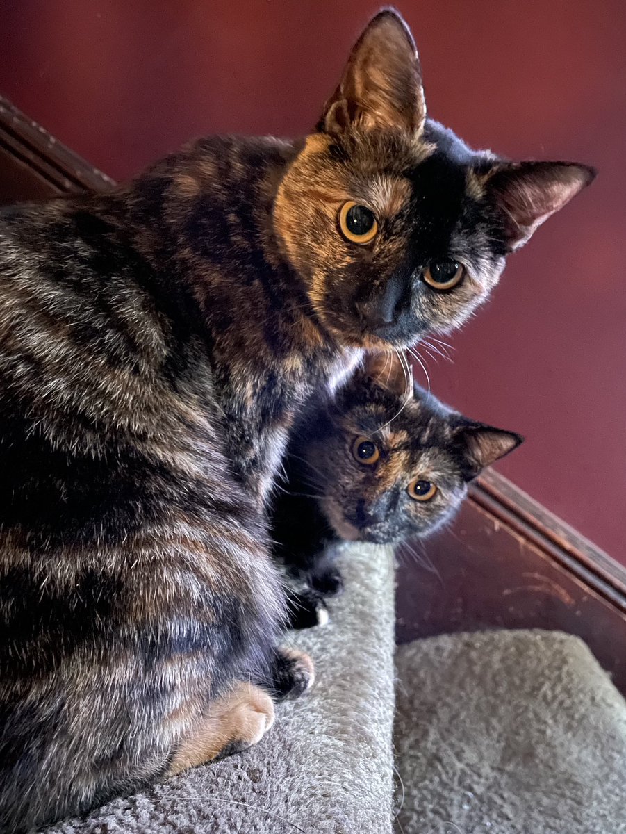 dontshakemytree's tweet photo. @Shawn_Farash Hi Clover!! Meet Carmela and Adriana who adopted me last week at the local ACC!!! 🥰😸😸. Today is first day they both let me touch their paws and didn’t run away!!  Progress!!! ❤️ https://t.co/1ccFkh6laJ