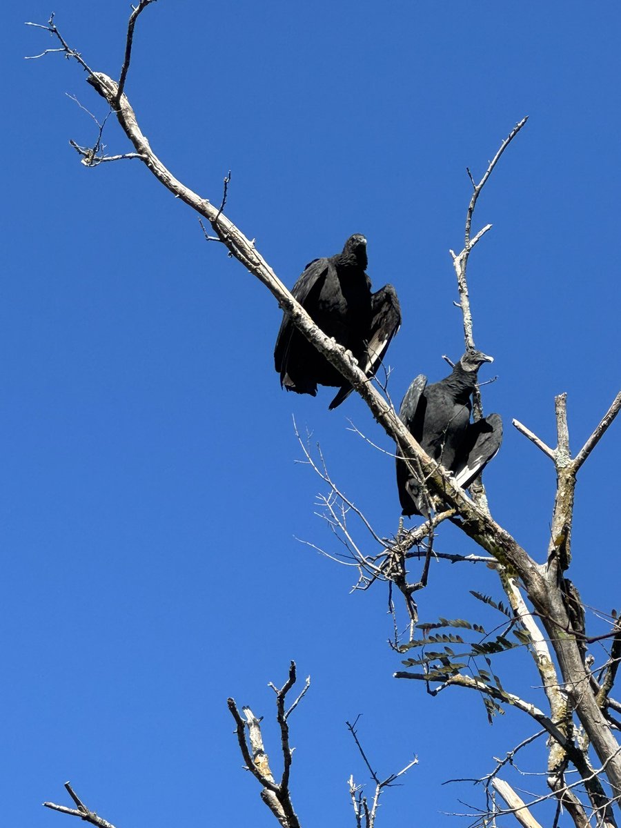 Went for a walk on the back road with my hubby. Not sure how to feel about these guys following along. Geez, dudes, we're only in our 50's.