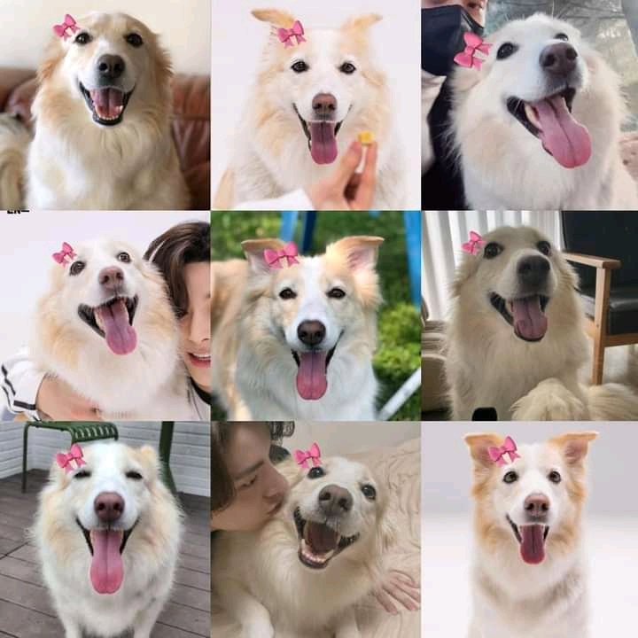 #JAKE dog layla