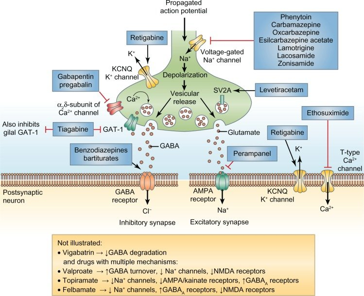 Mark this tweet!
Mechanism of action of anti-epileptic medications. 
#neurotip #epilepsy #neuropharamcology