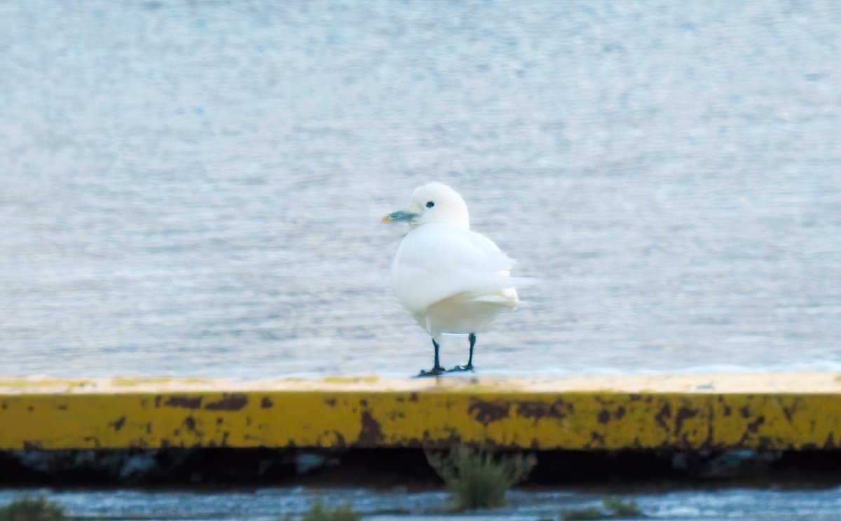 Adult Ivory Gull photographed at Władysławowo by Jakub Racinowski - 2nd record for Poland