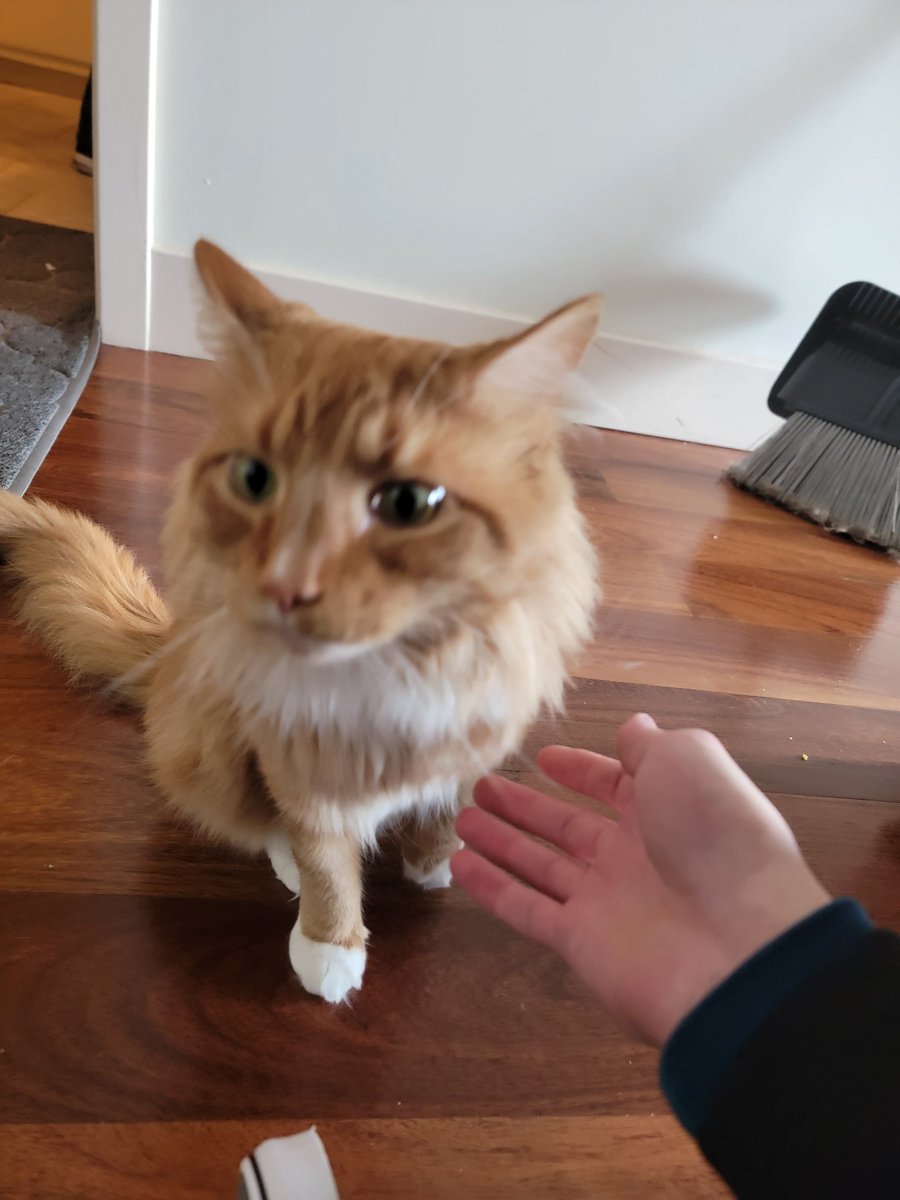 goldfish tweet media