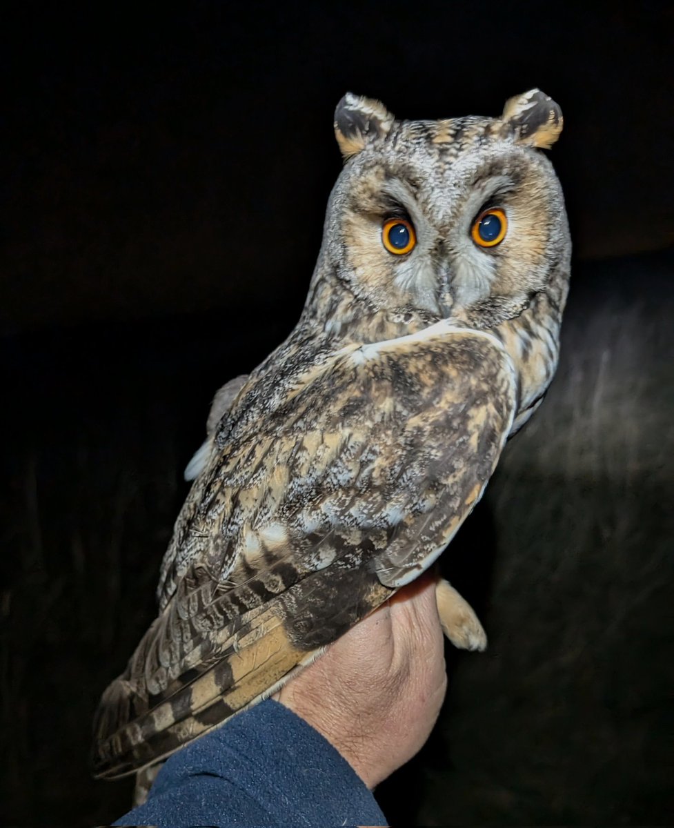 matt prior tweet media