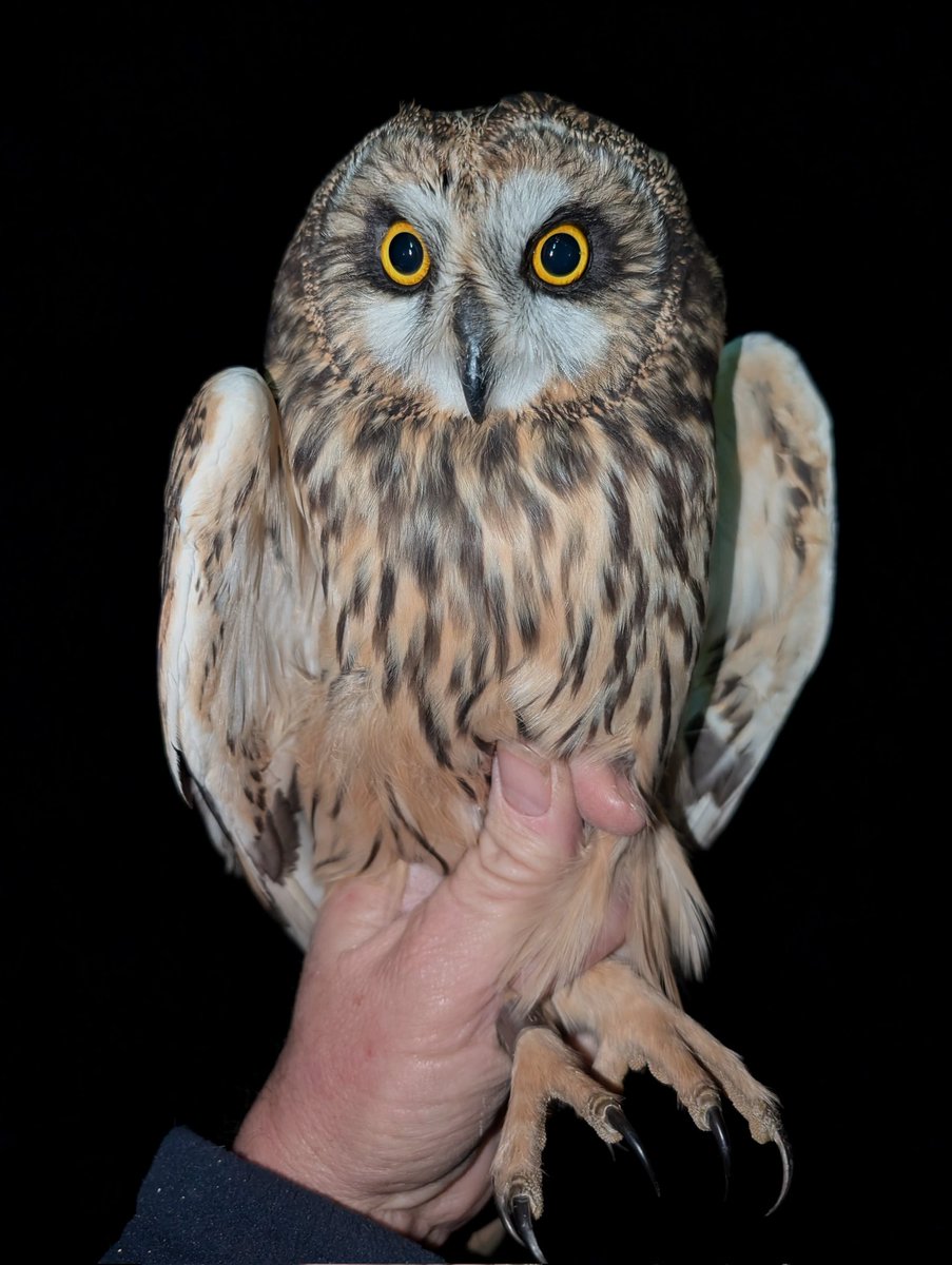 matt prior tweet media