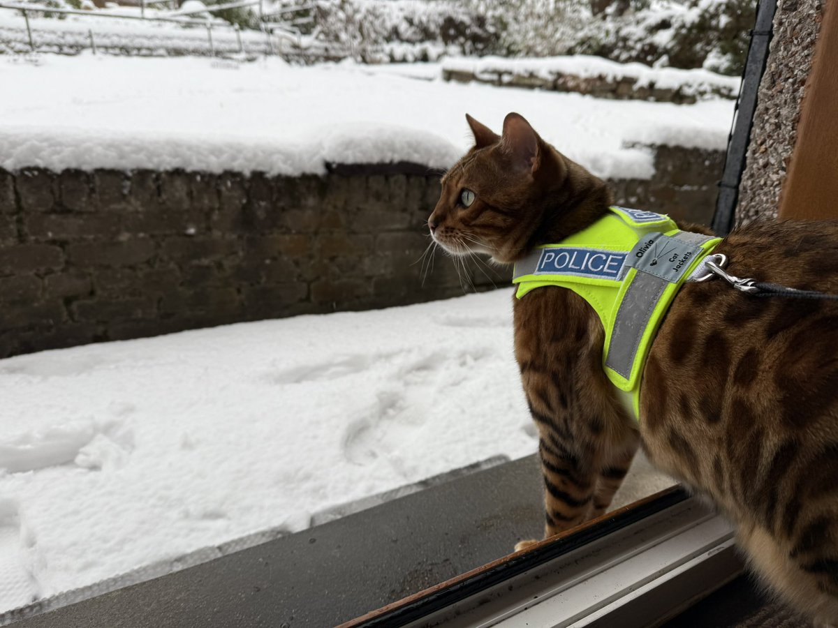 throughcatslens's tweet photo. @weskrantz Morning Finn 😻 long day of police investigations into the arrival of cold white stuff in Scotland 🏴󠁧󠁢󠁳󠁣󠁴󠁿 off for a snooze! https://t.co/rDC3nmcMGj