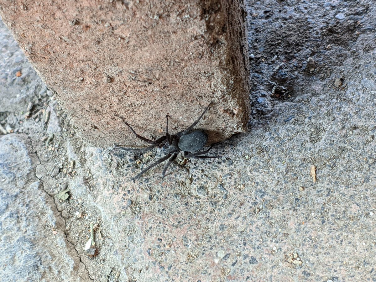 Pantuz9's tweet photo. @Arachno_Cosas Hola buenas encontre esta araña y me gustaría saber que especie es, la encontre en mi patio. Soy de CDMX Iztapalapa saludos. https://t.co/XN1MH0f7iv