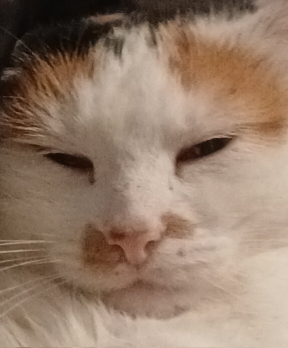 towsertv's tweet photo. my cat poubelle https://t.co/9OBUmiFKxv