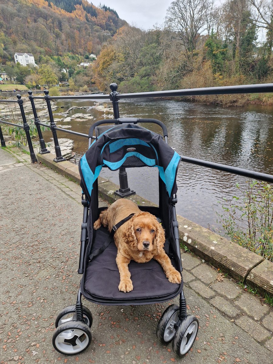 Milly - Golden Bloom Gal tweet media