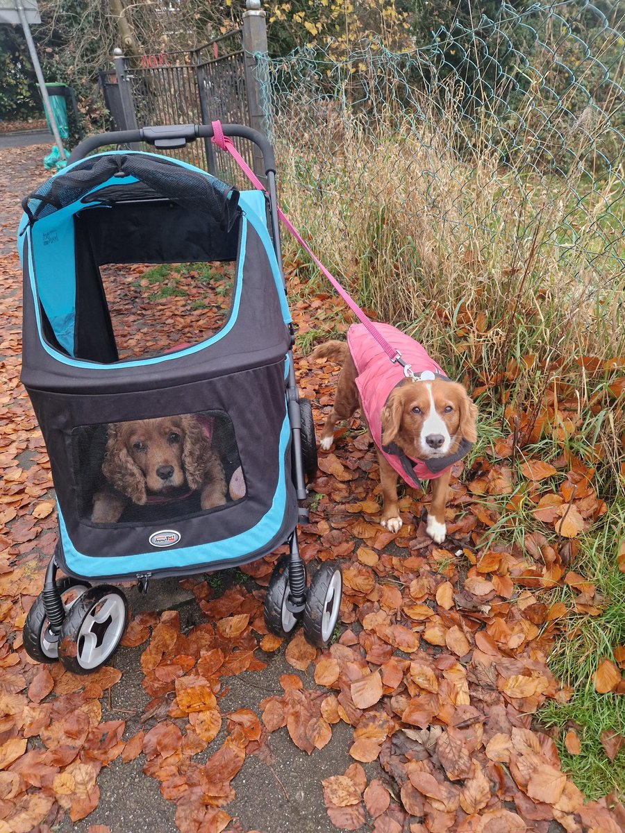 Milly - Golden Bloom Gal tweet media