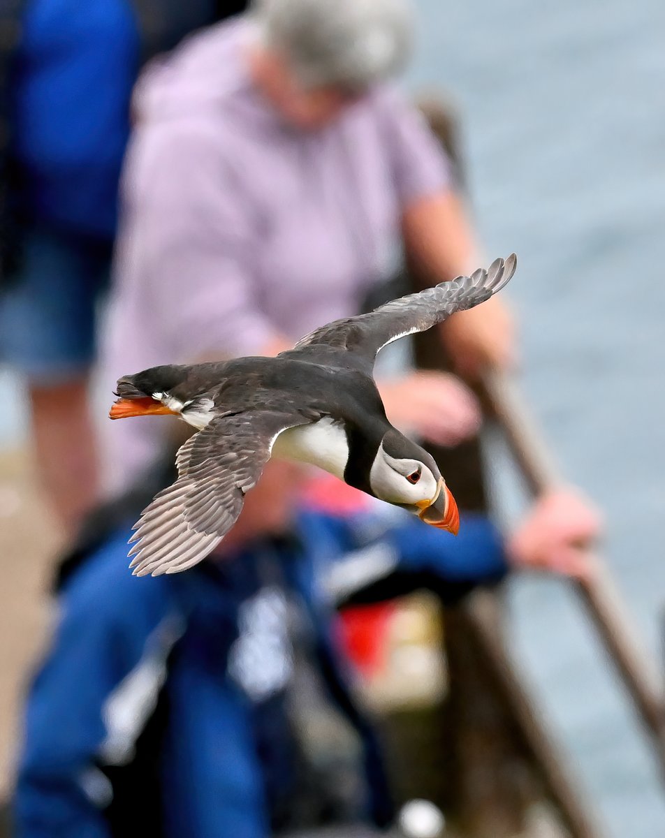 Duck! 

#TheDailyPuffin 😁🐦