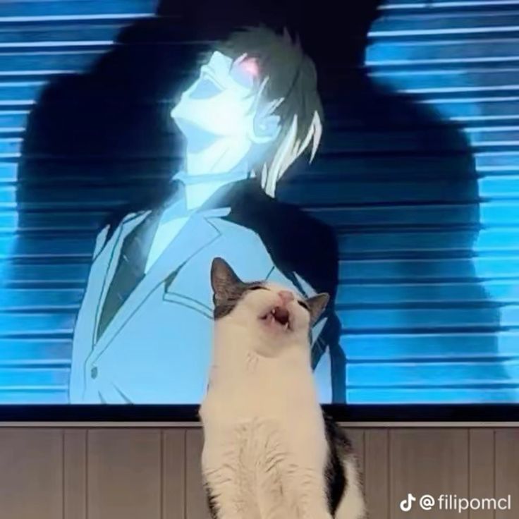 Why you should have a cat tweet media