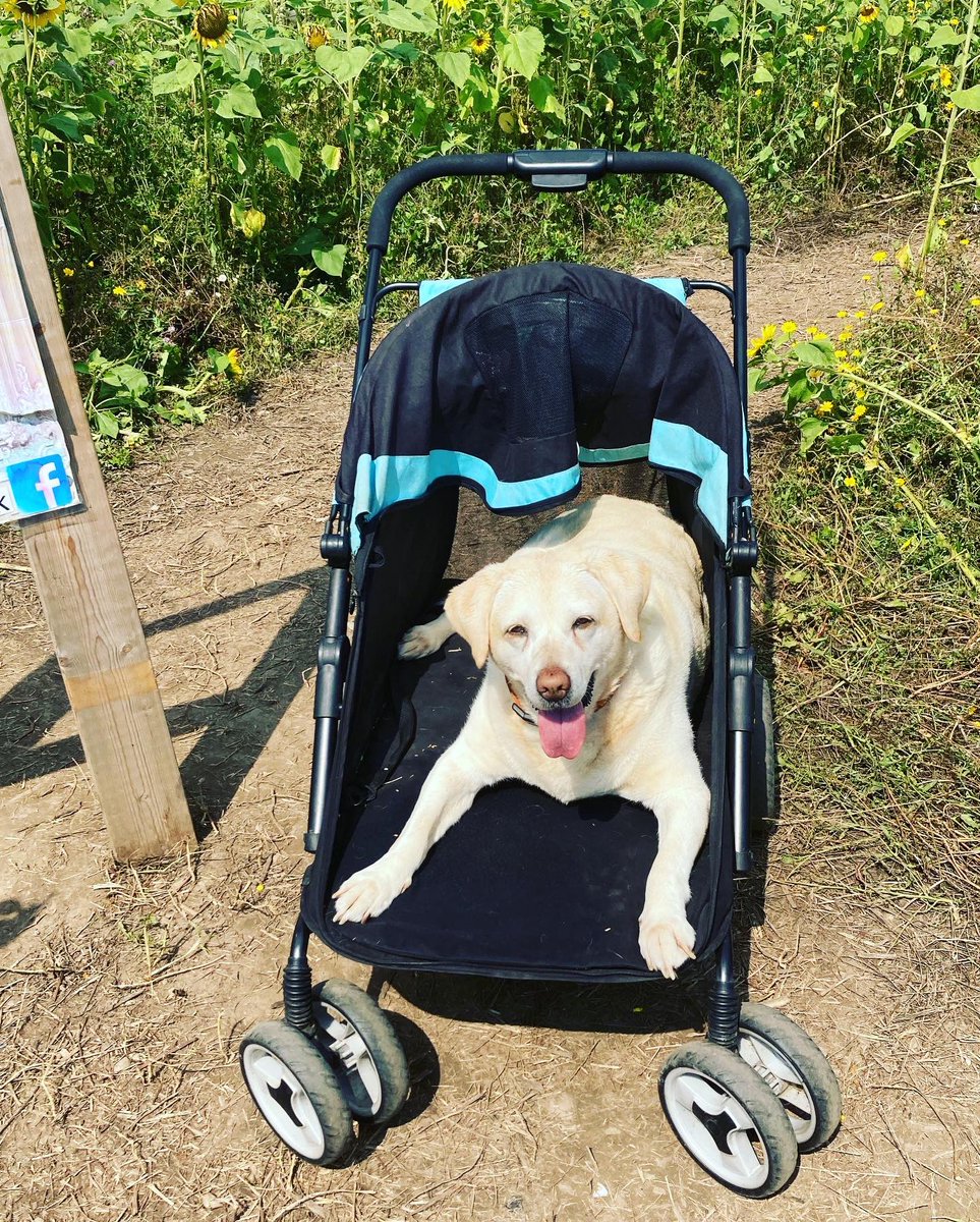 Lili&Levi tweet media