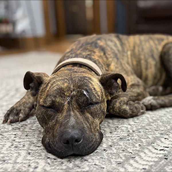 TConfessionals's tweet photo. Meet Meadow!! She's the newest member of the @MerkelMedia film crew! She was found dumped at a campsite where the latest film was being shot with no home and nowhere to go. She saddled up to the crew and instantly became one of them.

The crew knew she couldn't be left to continue to fend for herself so Joe ended up taking her in full time! But that doesn't mean she won't be apart of all of the adventures the crew will have going forward, she will be right there with them for all of their future journeys!

#meadow #dog