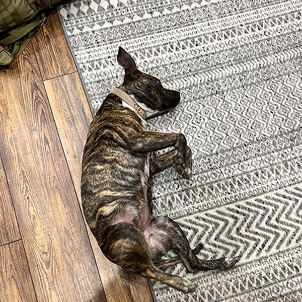 TConfessionals's tweet photo. Meet Meadow!! She's the newest member of the @MerkelMedia film crew! She was found dumped at a campsite where the latest film was being shot with no home and nowhere to go. She saddled up to the crew and instantly became one of them.

The crew knew she couldn't be left to continue to fend for herself so Joe ended up taking her in full time! But that doesn't mean she won't be apart of all of the adventures the crew will have going forward, she will be right there with them for all of their future journeys!

#meadow #dog
