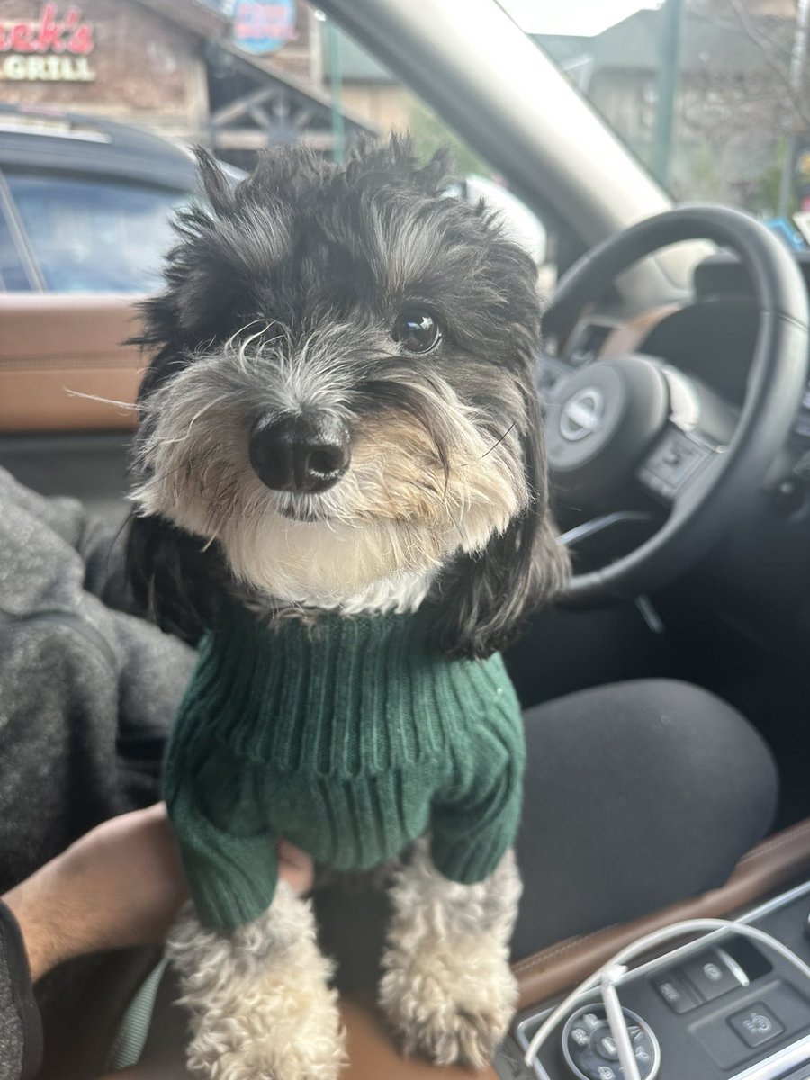 GuyaneseToast's tweet photo. Enjoy my dogs wearing their turtlenecks 🩵 https://t.co/JQuS7ydWMq