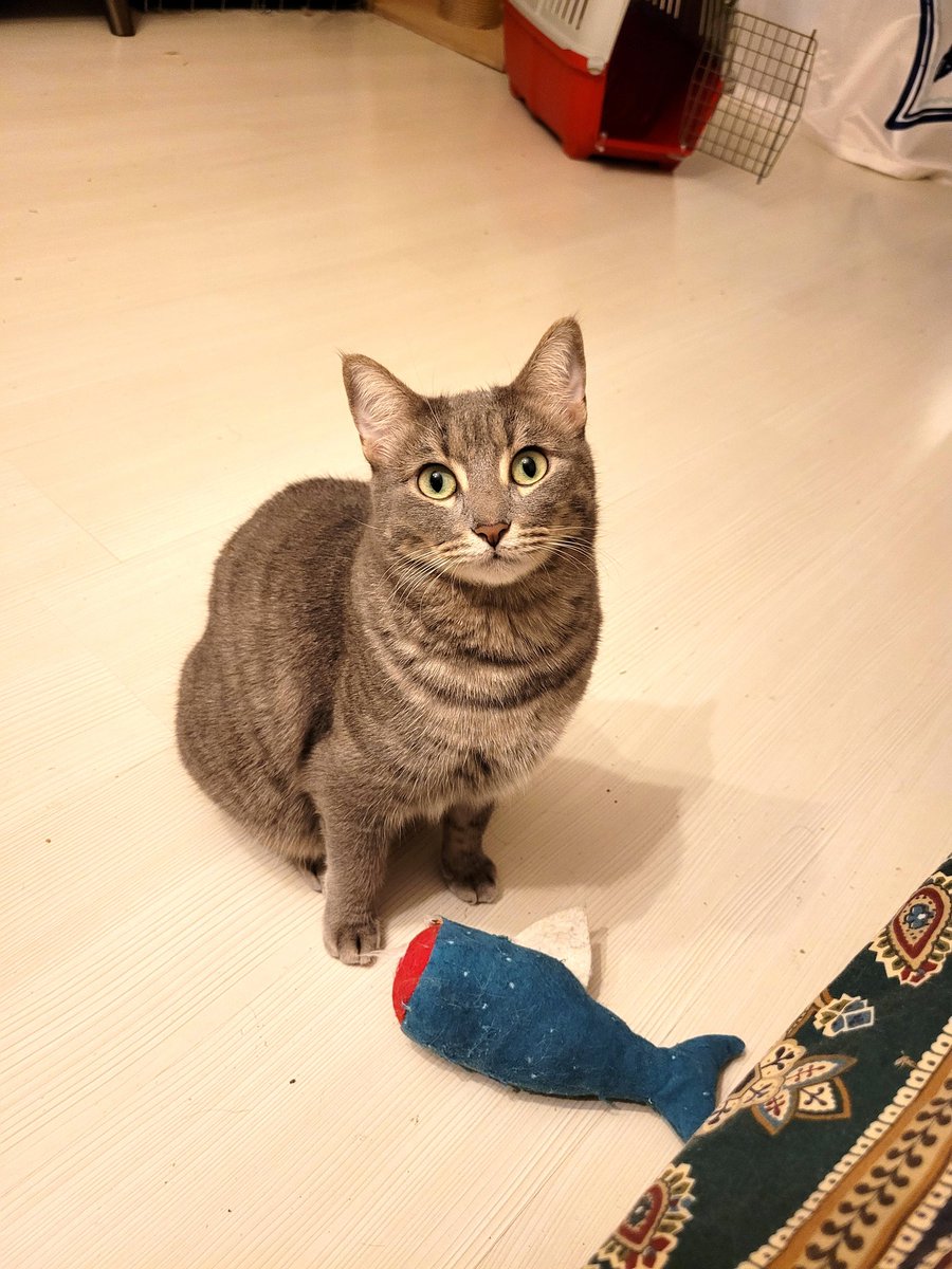 Karsus Netheril (@utunzea) on Twitter photo 