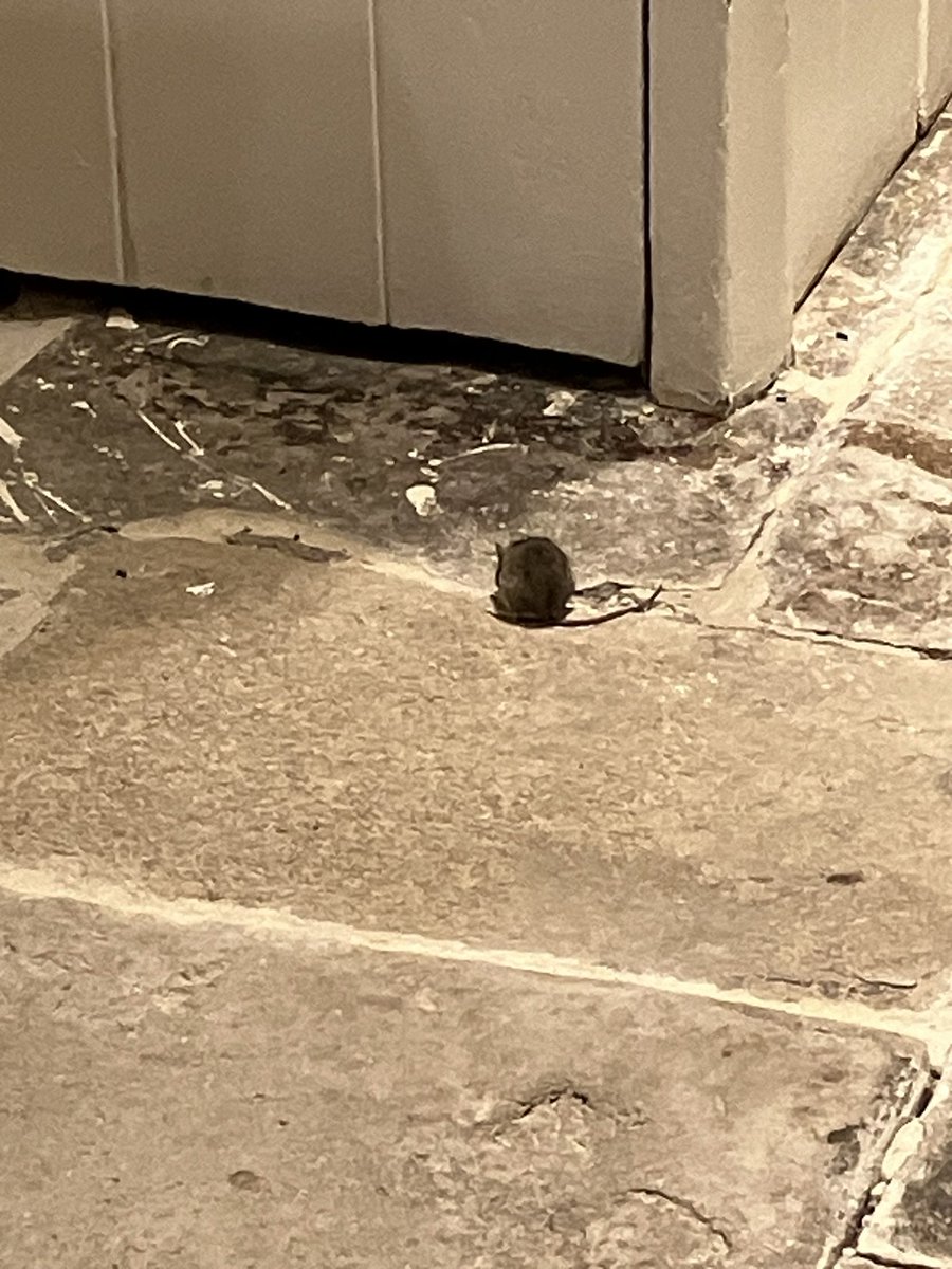 Claire Chitty tweet media