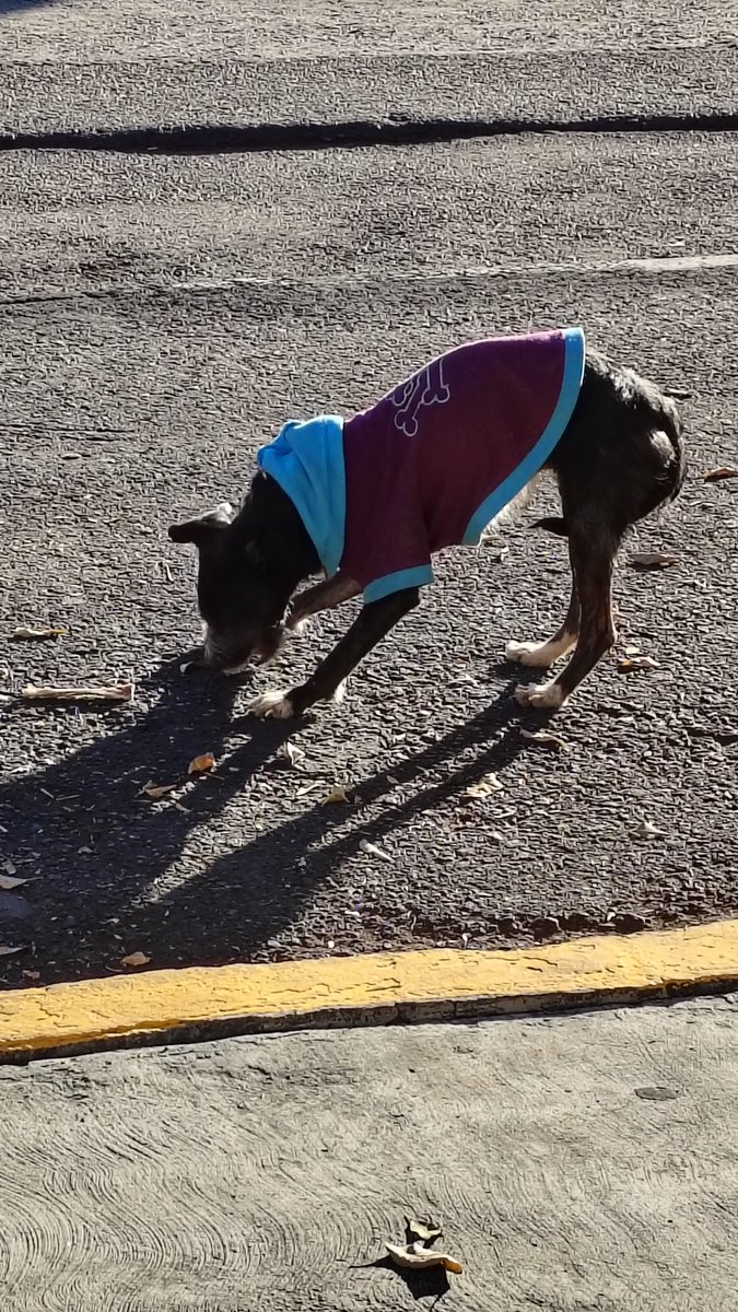 Lenny_23's tweet photo. Sobre Av. 414 en la Colonia San Juan de Aragón en GAM hay un perrito que posiblemente se perdió. Unos vecinos le dieron un huesito y yo le dejé agua y croquetas @PrrosPerdidosMX https://t.co/WBYuMKA94n
