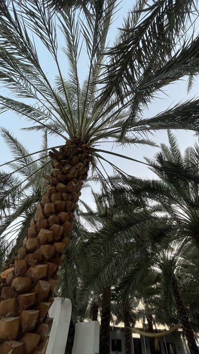 يالله كل الأمور اللي على البال تفرج
ونلقى لنا من ضيقة الصدر مخرج