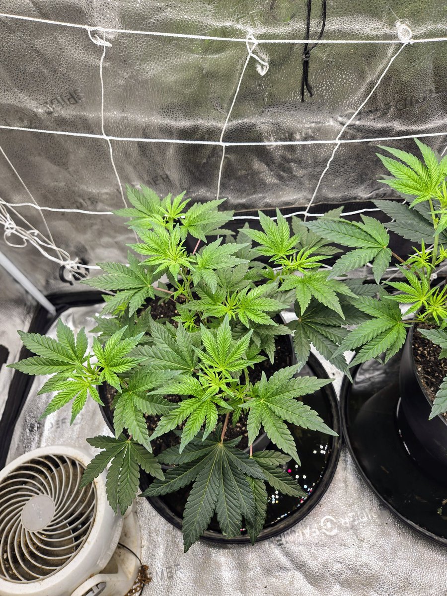 Meechgrows's tweet photo. Terptomaniac by @lrishjake day 39 and looking good, I'm looking forward to flipping them to flower soon. ππΏππΏππΏππΏ#cannabis #virginiaisforgrowers #smallbatchgrower #homegrower #livingsoil https://t.co/TZfrYBazxr