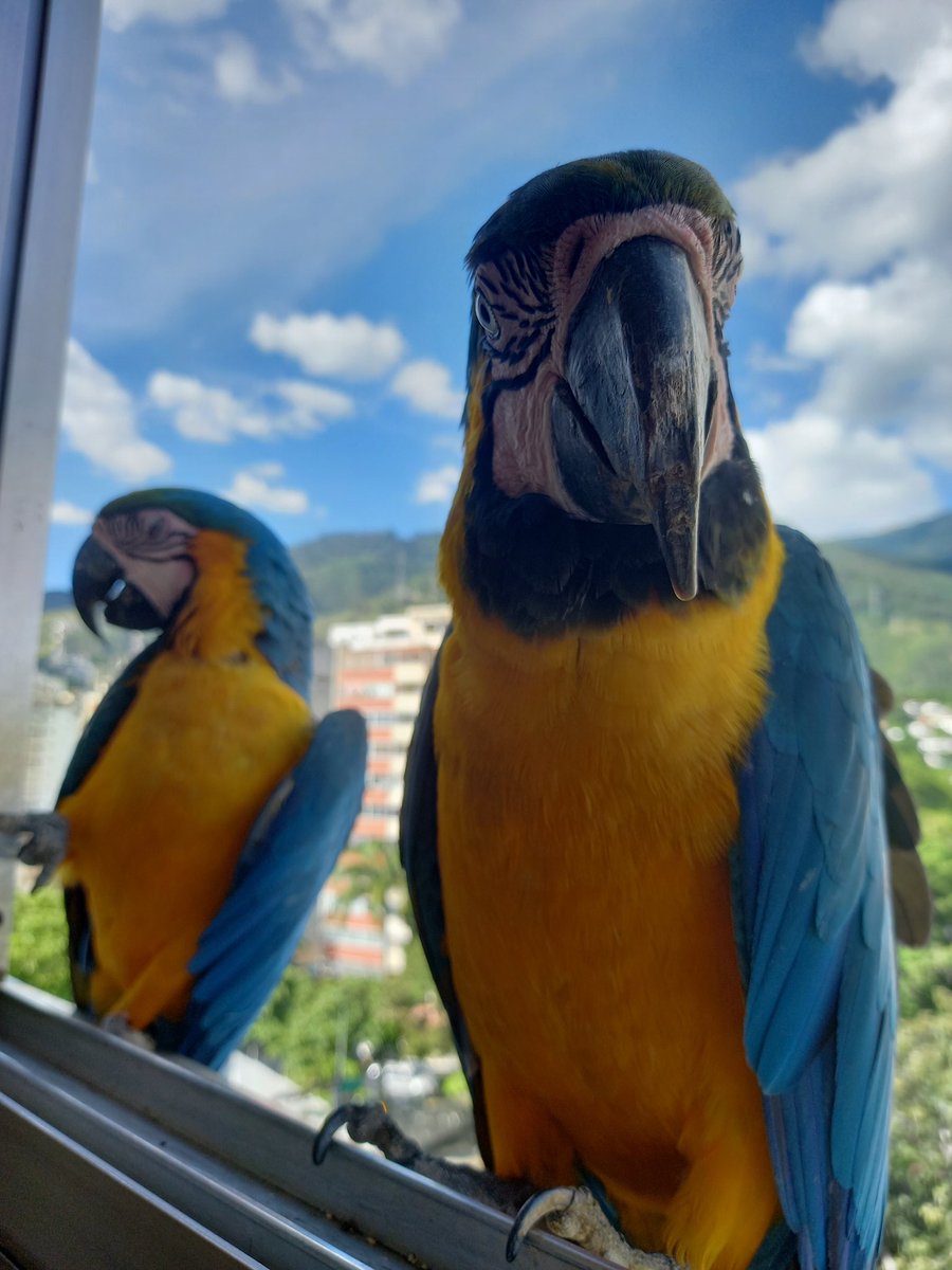 karelisjvc's tweet photo. 🪶Más fotografías de la 1era pareja del día...el Sr. Toy y la Morochita 🥰
2/6 ⤵️
📸 #guacamaya #parrot #papagayo #macaw #nature #landscapephotography #photographie #freebirds #fauna #AnimalsLover #animal #aves #photos #photooftheday #style #mywindow #adorables #Fotografía https://t.co/AqJdrylGrI