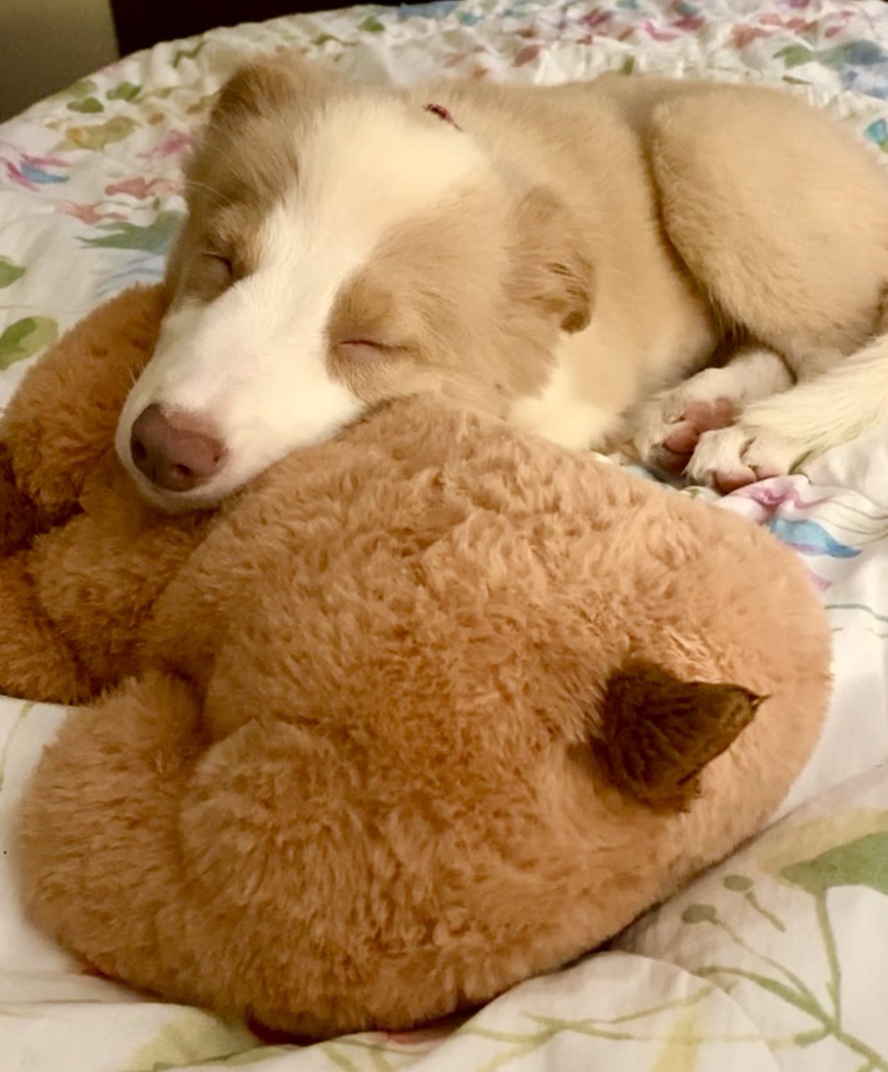 bcpowderburn's tweet photo. She’s not this small anymore but she’s still our baby girl! #bcpowderburn #dogs https://t.co/4I3t4rujgN