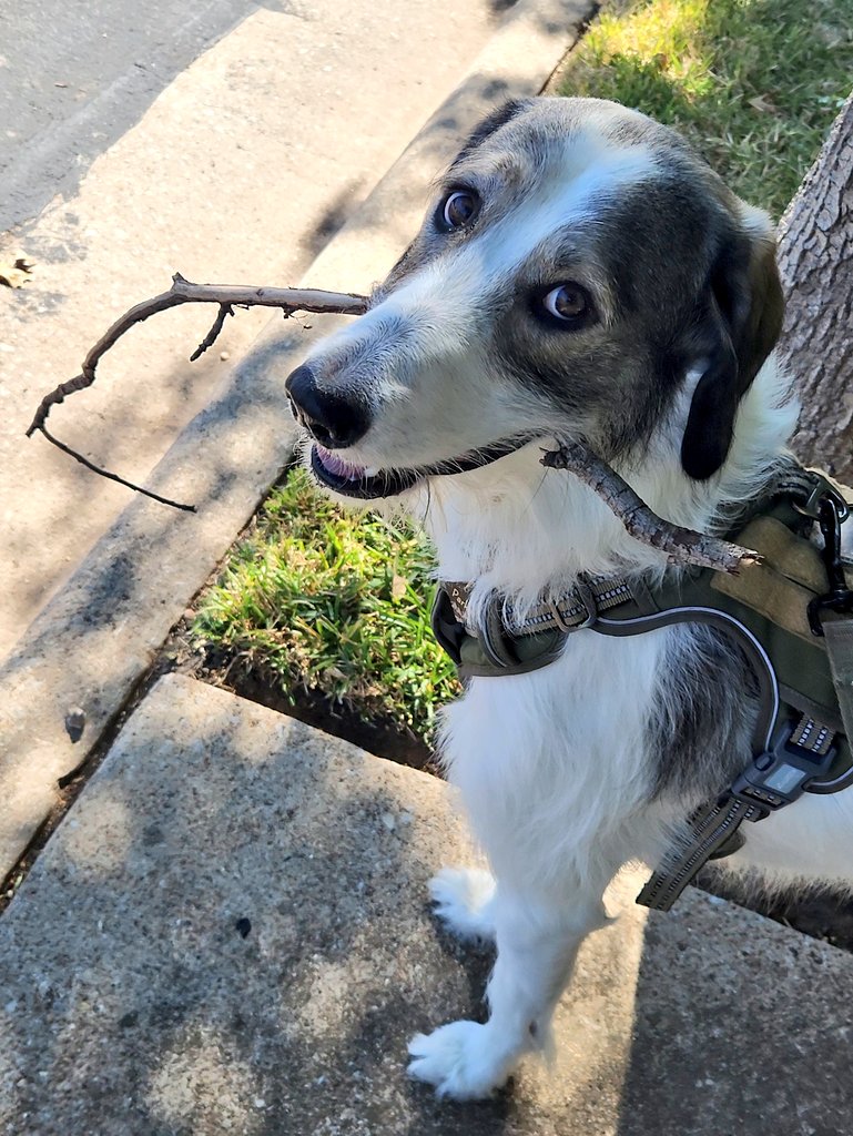 Happy Saturday Everyone! #Dogs #SaturdayVibes