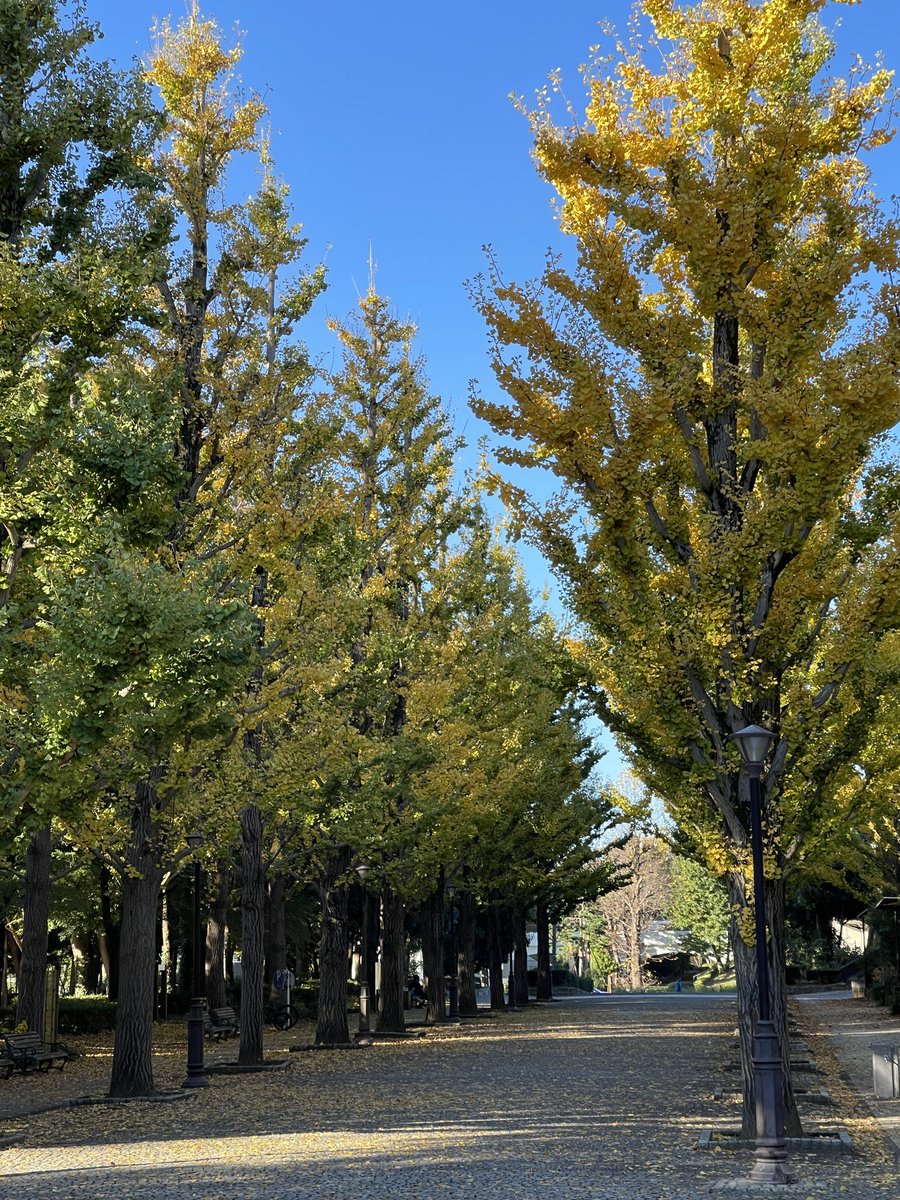 寒さが進んで、一気に紅葉した洞峰公園のイチョウプロムナード。
この景色に出会うと、師走が近いと実感します。
#洞峰公園