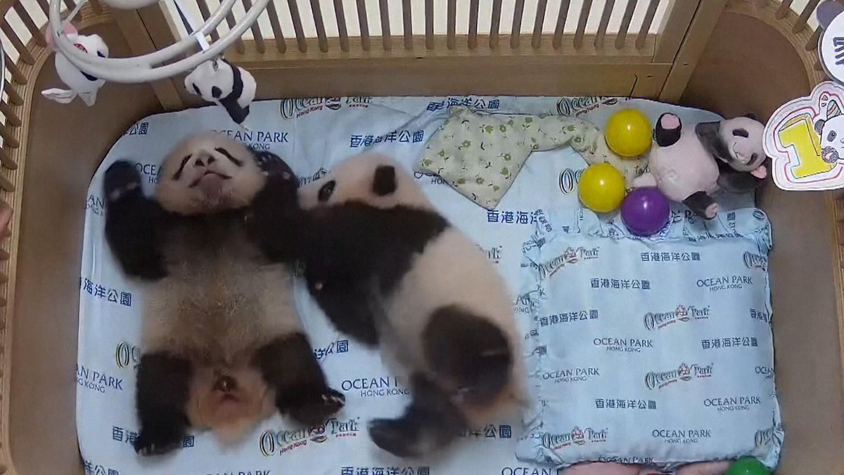 jeffjthompson's tweet photo. Hong Kong celebrates first panda cubs | Watch 🐼🐼🐼
https://t.co/BuSJl5TedX 🐼🐼🐼 #panda #pandastory #pandalife #pandanews #ipanda #awesomeiPanda https://t.co/c51okzQIkk