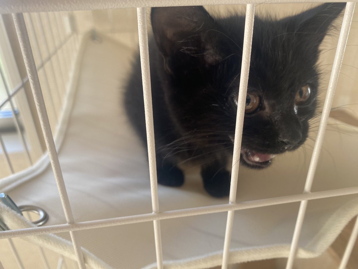 涙とクシャミ鼻水も治り元気になってきた🐾
#黒猫 #保護猫 #猫好きさんと繋がりたい