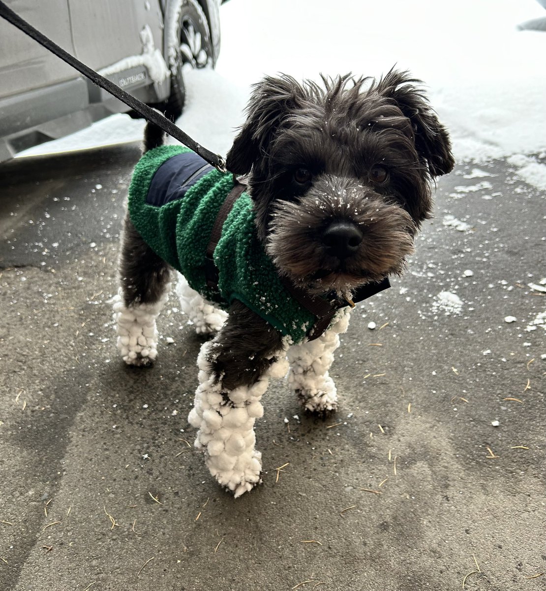 moco_tanosimu's tweet image. 北国の犬、冬はギャルになりがち🥹🫶🏻🌺💖
（雪がルーズソックスにしか見えない）