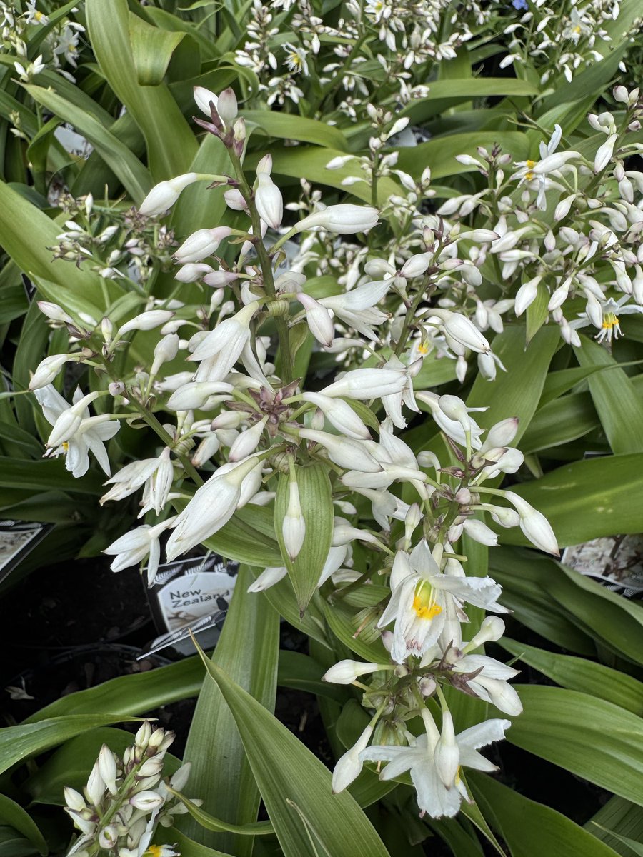 EckardsGarden's tweet photo. We’re super stocked they are available again. Plant the New Zealand Rock Lilies in half shade spots as a filler perennial. Though hardly and waterwise they flower with spikes of white flowers through mid summer 🌸 #eckardsgarden #arthropodium https://t.co/wvLVpBdvSO