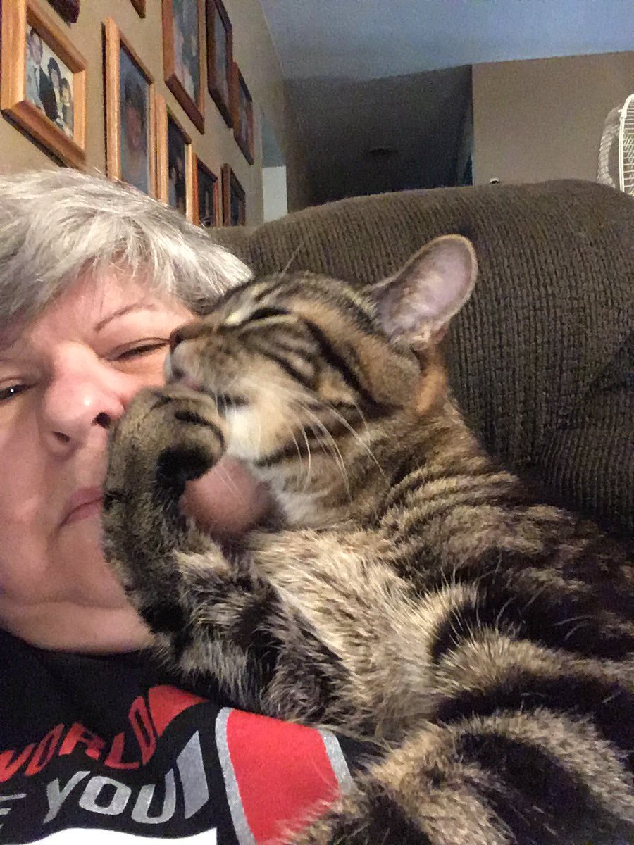 CarlsMindy's tweet photo. @catsnkittys This is Bear, as a kitten and all grown up. https://t.co/kDc0Q08aVf