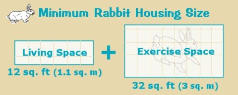 AgriHopper's tweet image. Short on space? Rabbits are the perfect livestock for small farms or backyards. They need less room but provide high returns through meat, manure, and fur. Start small, grow big.
📷: theRabbithouse.com

 #AgriHopper #TheVoiceOfFarmer #SmallScaleFarming #RabbitFarming