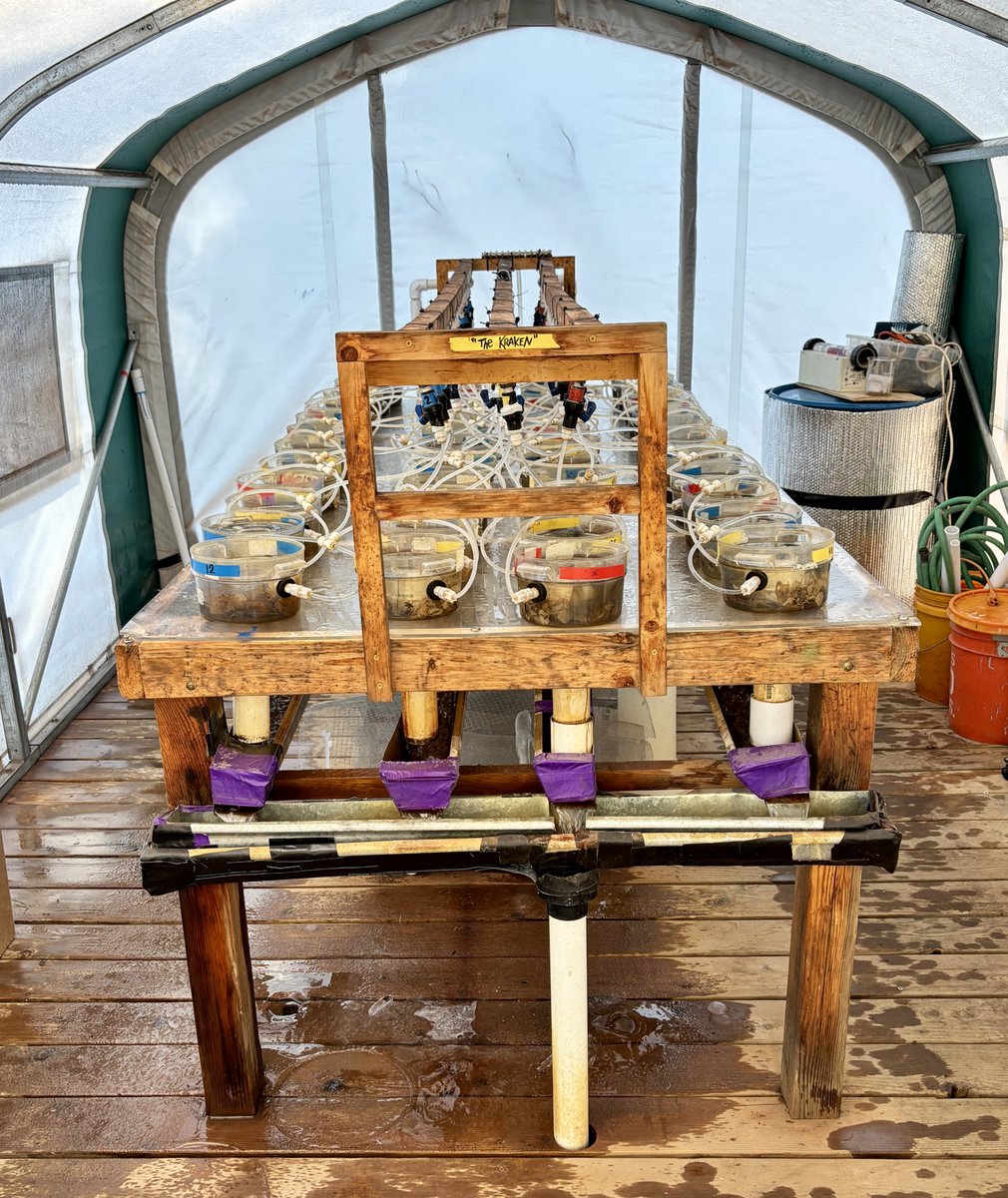 PinedaaDavid's tweet photo. Excited to start the leaf litter experiment at 'The Kraken' with Jane Marks' Lab at @EcossNau! We're studying how global warming impacts the aquatic decomposition of Fremont cottonwood leaf litter and its role in river nutrient cycling 🍂🌊🔬 https://t.co/cMOV7TUdDr