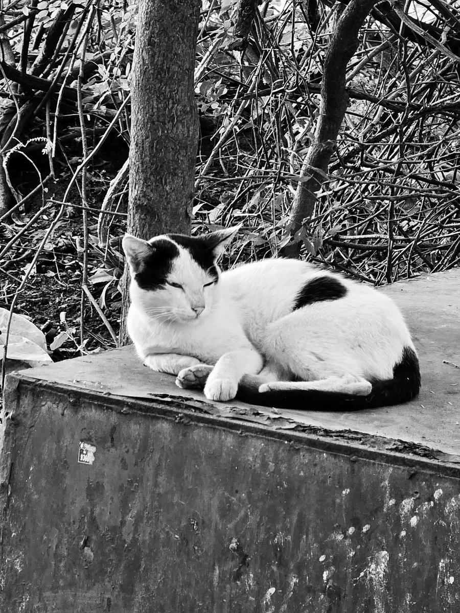 VVandhiyathevan's tweet image. Sunday Mood 😴💤

#Caturday #cattwitter