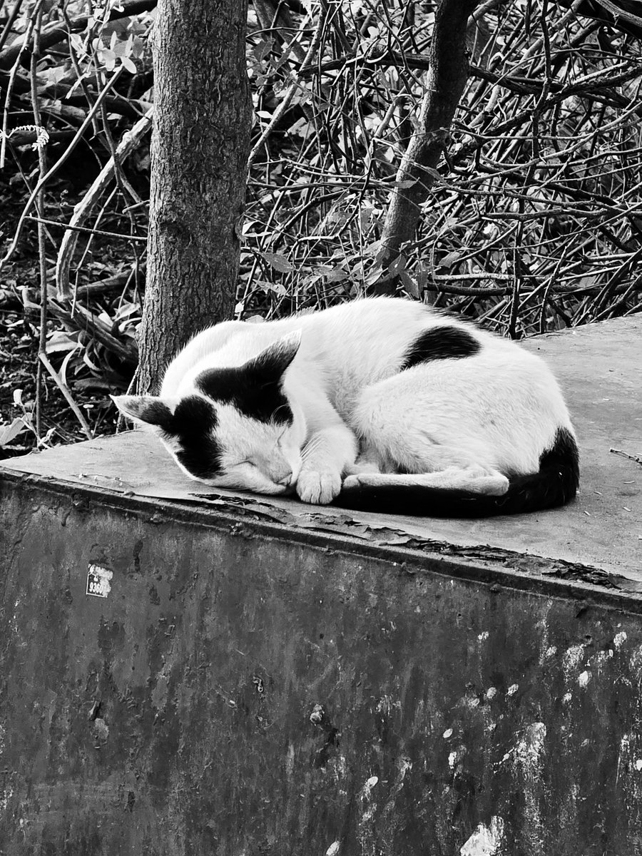VVandhiyathevan's tweet image. Sunday Mood 😴💤

#Caturday #cattwitter