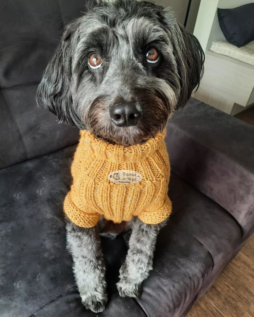 Margarut's tweet image. 👉 Tramas da Megg  🧶👈

Ah, esses olhinhos brancos "onwt"🥰😍🐕
Amei trabalhar com o fio Mais Bebê Soft da @circuloprodutos 

 #roupapet #feitaporMegg #feitacomamor 

Instagran @tramasdamegg