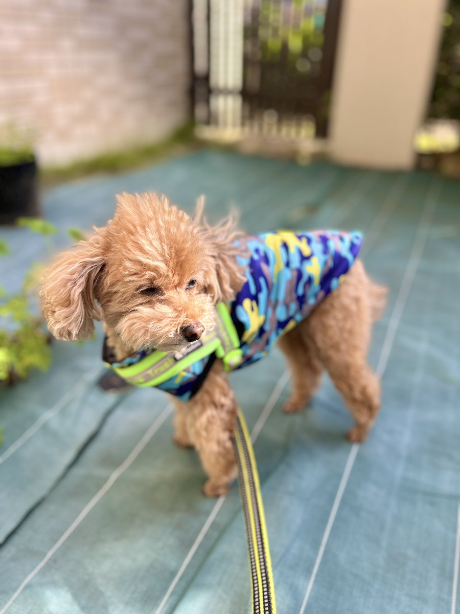 ダウンジャケット
はじめました🐶