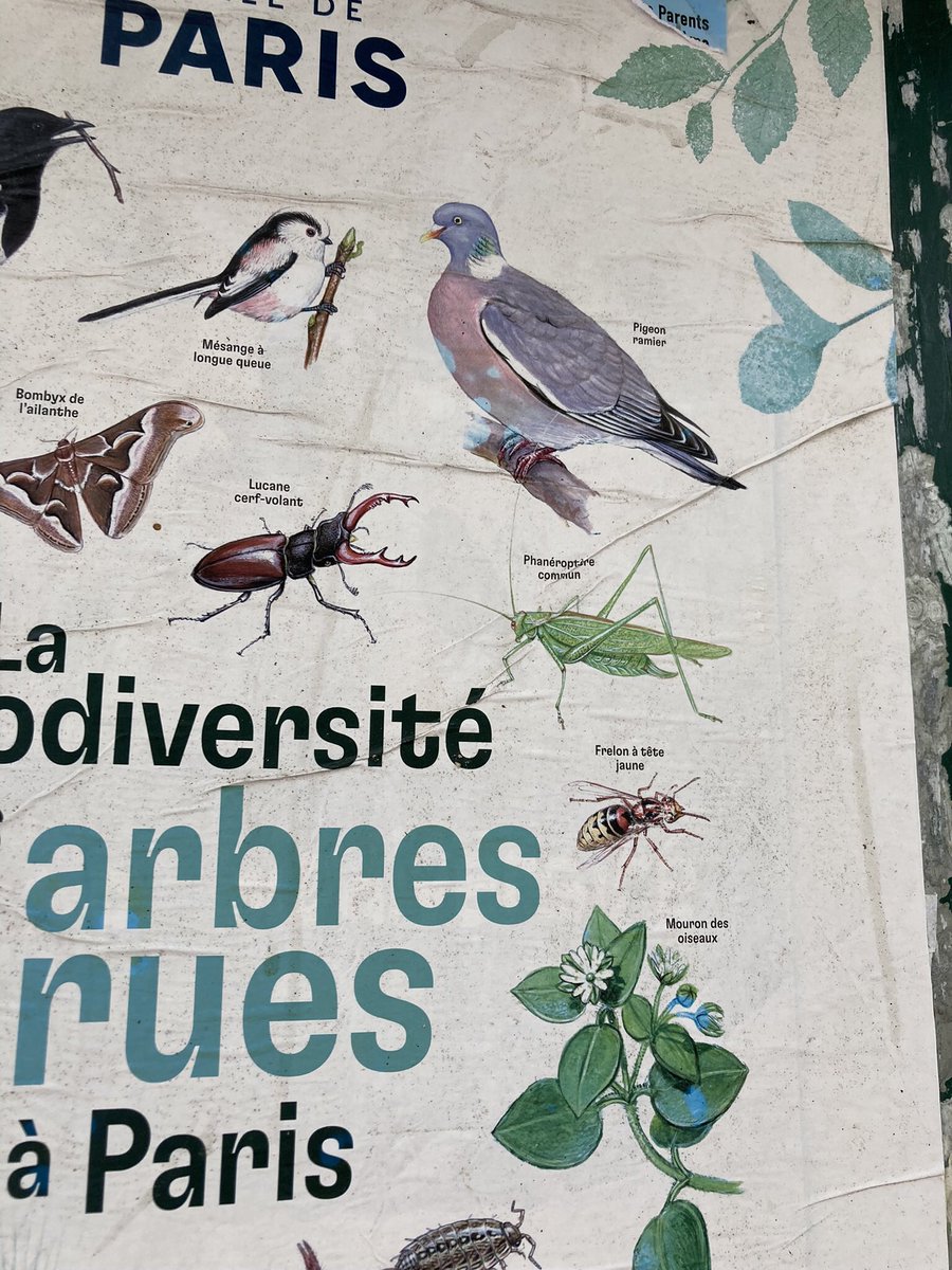 LaEnchanted's tweet photo. Biodiversité des murs toits et trottoirs #biodiversidad #Biodiversité #biodiversity https://t.co/Efdln89Z0r