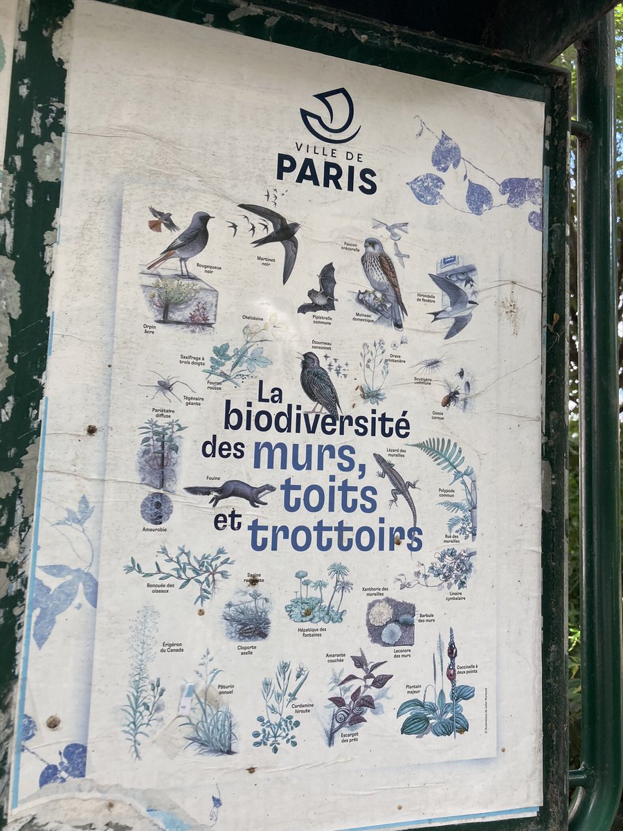 LaEnchanted's tweet photo. Biodiversité des murs toits et trottoirs #biodiversidad #Biodiversité #biodiversity https://t.co/Efdln89Z0r
