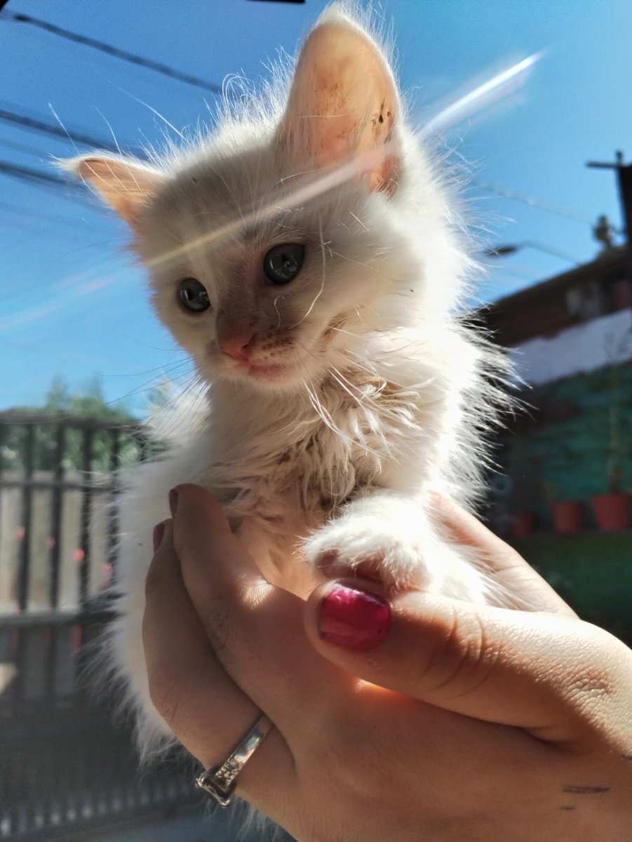 ¿Recuerdan a los gatitos que fueron abandonar a la comisaría? Queda por encontrar hogar solo uno que es macho❤️🏡Tiene 2 meses 1/2, desparasitado interna y externamente. Sabe hacer en arenero
Para su adopción hablar al WhatsApp +56953554748 o al +56933210975 solo dpto con malla.