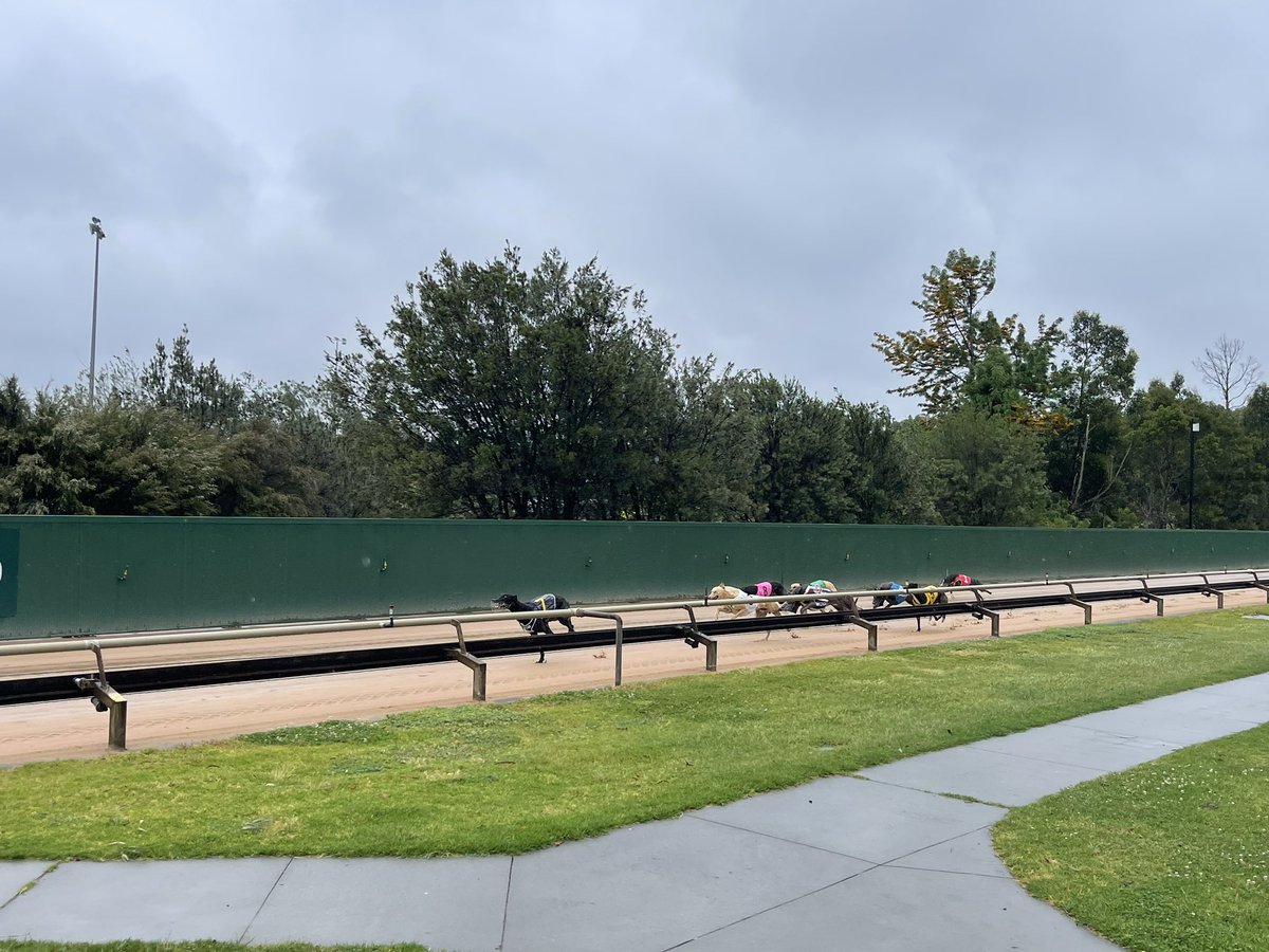 The iconic Healesville straight. <a href="/HVLGreys/">Healesville Greyhounds</a>