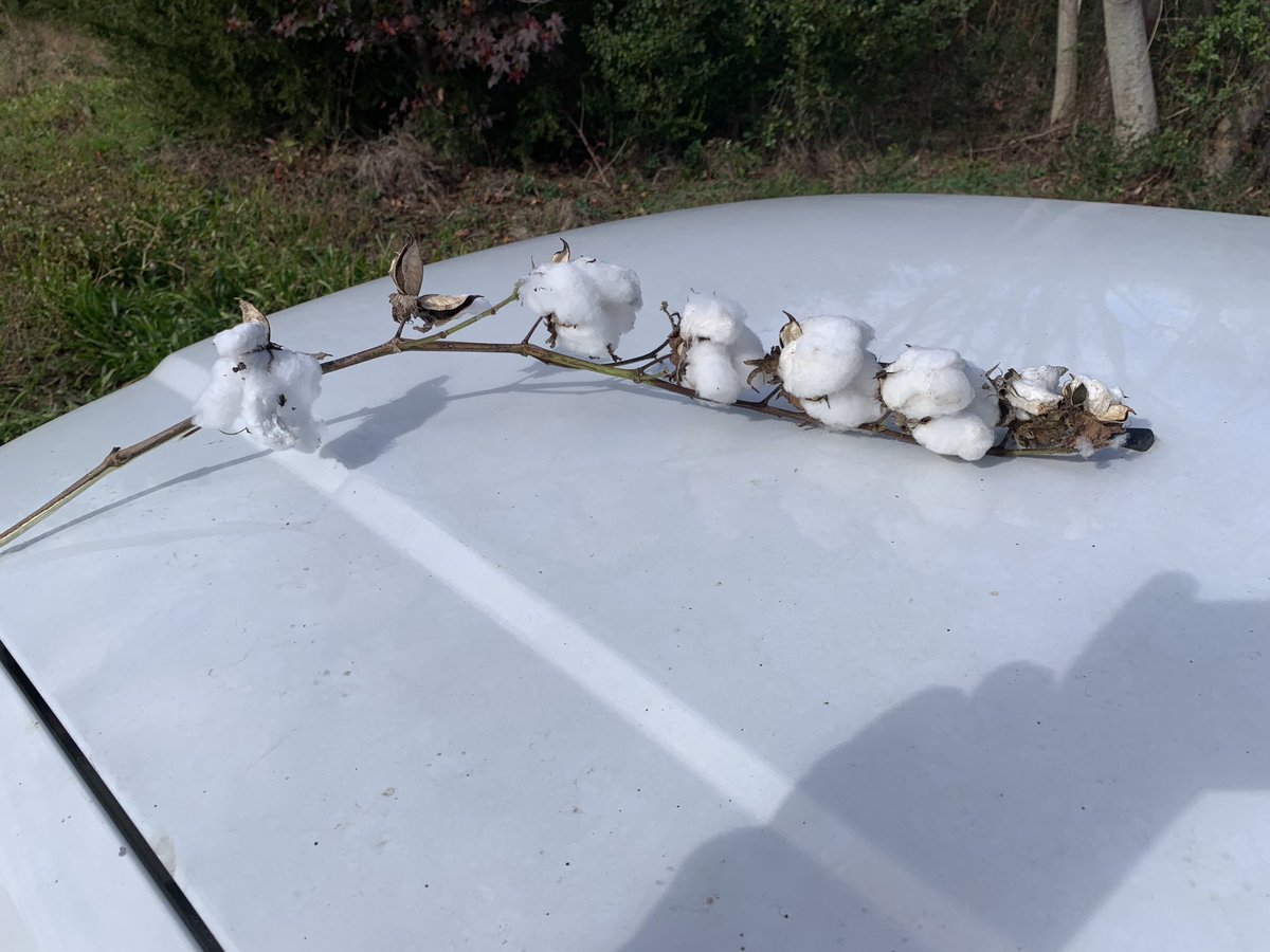 #regennotnowandthen no till/ strip kill