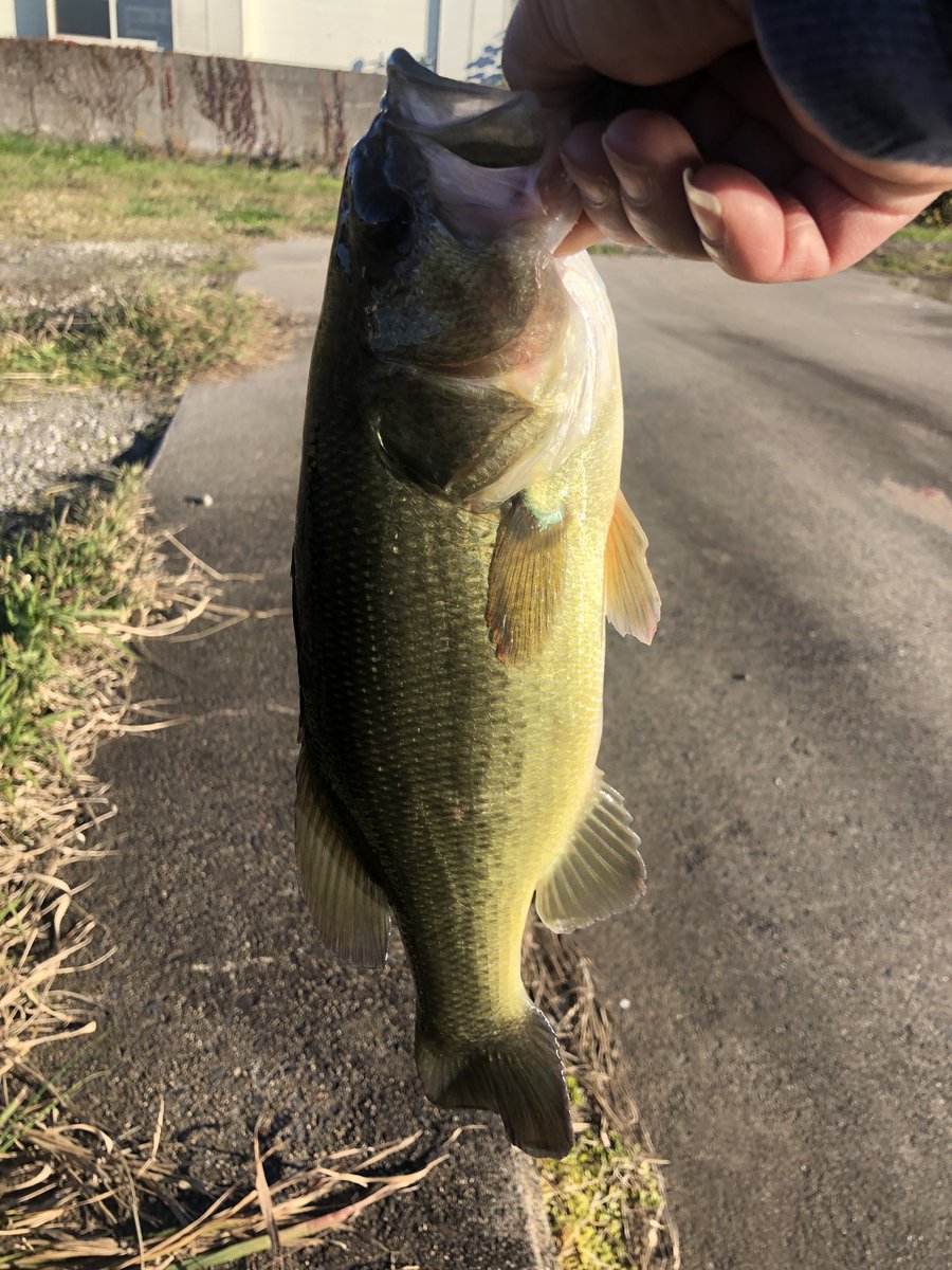 tttkkno's tweet photo. 朝から北浦で親子で釣れました
しかも同じ場所でいい場所には複数匹居るんだな。 https://t.co/nKKc774fPv