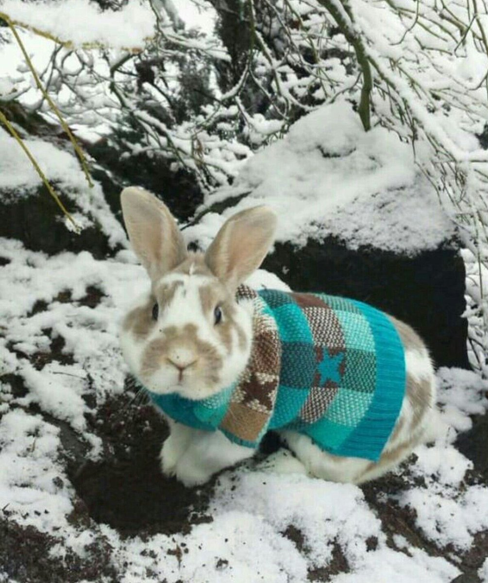 Bunnies (@bunnies) on Twitter photo 