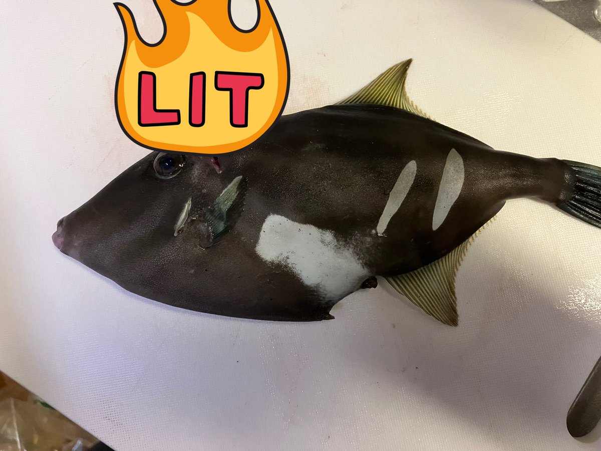 cochinx's tweet photo. たまたまカワハギ釣れた。刺身うま。 https://t.co/lKdVcoYIxw